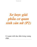 Sơ lược giải phẫu cơ quan sinh sản nữ (P2)