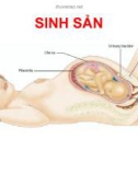 Sinh sản - Biệt hóa cơ quan sinh sản