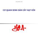 CƠ QUAN SINH SẢN CÂY HẠT KÍN HOA