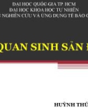 Bài giảng Cơ quan sinh sản đực