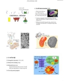Bài giảng Sinh lý tế bào thực vật - Chương 6: Hô hấp