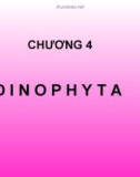 Bài giảng Chương 4: Dinophyta (Nhóm Tảo giáp)