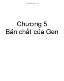 Bài giảng Chương 5: Bản chất của gen