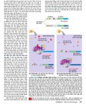 Công nghệ gene : Điều hòa biểu hiện gene part 3