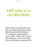 AMP vòng và cơ chế điều khiển