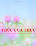 Bài giảng Sinh học đại cương - Chương 9: Cấu trúc của thực vật