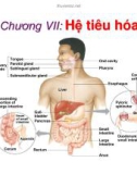 Bài giảng Sinh học động vật - Chương 7: Hệ tiêu hóa