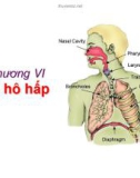 Bài giảng Sinh học động vật - Chương 6: Hệ hô hấp