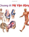 Bài giảng Sinh học động vật - Chương 3: Hệ vận động