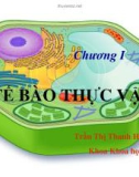 Bài giảng Chương 1: Tế bào thực vật