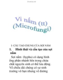 vi nấm (tt)