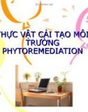 THỰC VẬT CẢI TẠO MÔI TRƯỜNG PHYTOREMEDIATION