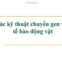 Bài giảng Các kỹ thuật chuyển gen vào tế bào động vật