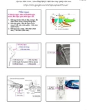 Bài giảng Côn trùng đại cương 1 - Chương 2: Phần ngực