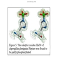 Phytase, enzyme phân giải phytate và tiềm năng ứng dụng công nghệ sinh học