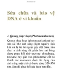 Sửa chữa và bảo vệ DNA ở vi khuẩn