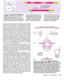 Công nghệ gene đến Protein part 3