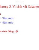 Bài giảng Vi sinh vật học đại cương: Chương 3 - ThS. Trịnh Ngọc Nam