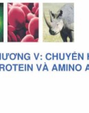 Bài giảng Hóa sinh đại cương - Chương 5: Chuyển hóa protein và amino acid