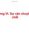 Bài giảng Hóa sinh động vật: Chương 6 - Nguyễn Thị Lệ Quyên