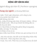 Bài giảng Động vật cận đa bào: Ngành động vật thân lỗ