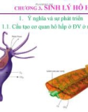 Bài giảng Sinh lý động vật: Chương 3: Sinh lý hô hấp