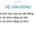 BÀI GIẢNG: HỆ VẬN ĐỘNG