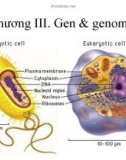 Bài giảng Sinh học phân tử 1: Chương 3 - Nguyễn Quốc Trung