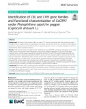 Identification of CBL and CIPK gene families and functional characterization of CaCIPK1 under Phytophthora capsici in pepper (Capsicum annuum L.)