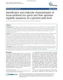 Identification and molecular characterization of tissue-preferred rice genes and their upstream regularly sequences on a genome-wide level