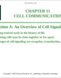 Lecture Biology (6e): Chapter 11 - Campbell, Reece