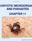 Lecture Microbiology - Chapter 11: Eukaryotic microorganisms and parasites