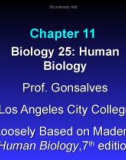 Lecture Biology 25 (Human Biology): Chapter 11 - Prof. Gonsalves