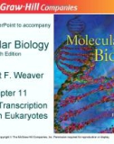 Lecture Molecular biology (Fifth Edition): Chapter 11 - Robert F. Weaver