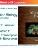 Lecture Molecular biology: Chapter 11 - Robert F. Weaver