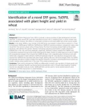 Identification of a novel ERF gene, TaERF8, associated with plant height and yield in wheat