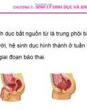 Bài giảng Sinh lý động vật: Chương 7 - Sinh lý sinh dục và sinh sản