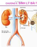 Bài giảng Sinh lý động vật: Chương 5 - Sinh lý bài tiết