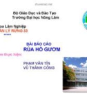 Bài báo cáo: Rùa Hồ Gươm