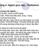 Giáo trình Sinh học - Ngành giun dẹp - Platheminthes