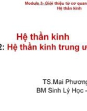 Bài giảng Hệ thần kinh - Bài 2: Hệ thần kinh trung ương - TS. Mai Phương Thảo