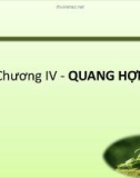 Bài giảng Sinh lý học thực vật: Chương 4 - TS. Trần Thế Hùng