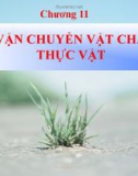 Bài giảng Sinh học đại cương - Chương 11: Sự vận chuyển vật chất ở thực vật