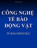 CÔNG NGHỆ TẾ BÀO ĐỘNG VẬT - TẾ BÀO SINH DỤC