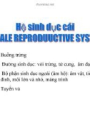 Bài giảng Hệ sinh dục cái (Female Reproduuctive System)