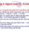 Bài giảng Động vật học - Chương 2: Ngành thân lỗ - Porifera