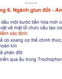 Bài giảng Động vật học - Chương 6: Ngành giun đốt - Annelida