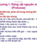 Bài giảng Động vật học - Chương 1: Động vật nguyên sinh