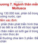 Bài giảng Động vật học - Chương 7: Ngành thân mềm - Mollusca