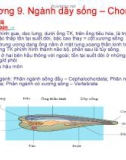 Bài giảng Động vật học - Chương 9: Ngành dây sống – Chordata